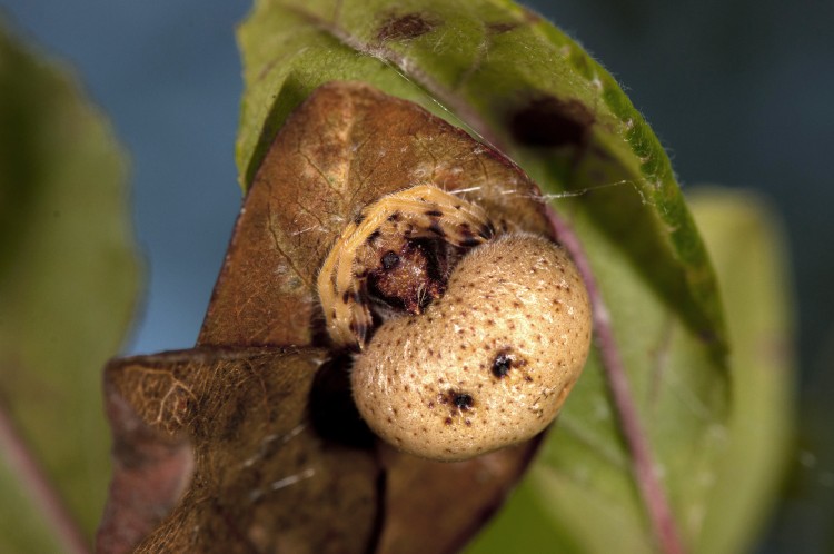 bolas spider at rest (Mastophora timuqua)