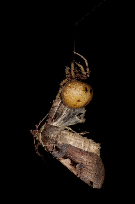 bolas spider with fresh capture of Greater Black-lettered Dart (Xestia dolosa)