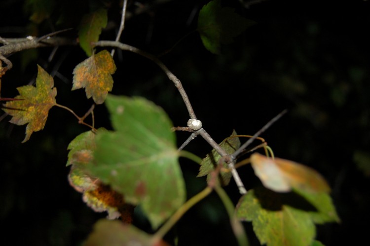 bird dropping, looking a bit like a resting bolas spider