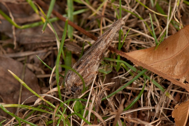 "mummy" of a moth, having been wrapped and discarded by bolas spider