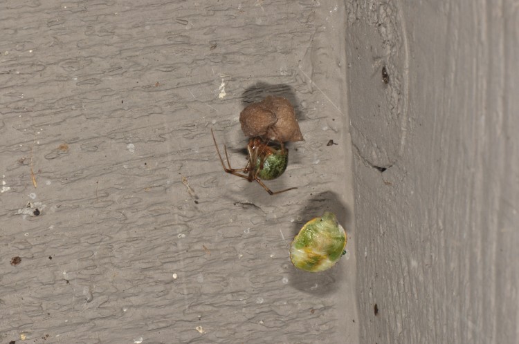 common house spider with remains of green stink bug prey