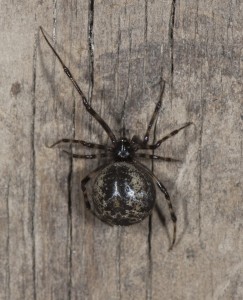 common house spider (Parasteatoda tepidariorum) dark female