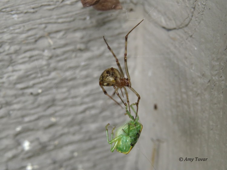 common house spider capturing green stink bug