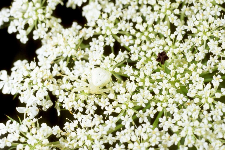 goldenrod crab spider (Misumena vatia) waiting in ambush on flowerhead of Queen Anne's Lace