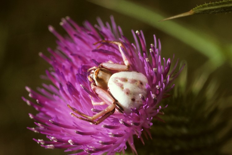 white banded crab spider (Misumenoides formosipes) waiting in ambush