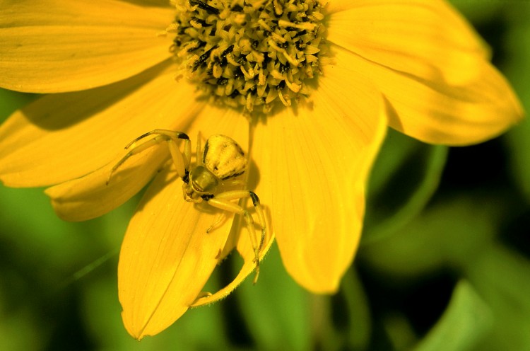 white banded crab spider (Misumenoides formosipes) waiting in ambush