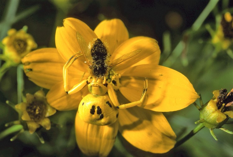 white banded crab spider (Misumenoides formosipes) with a bee fly prey