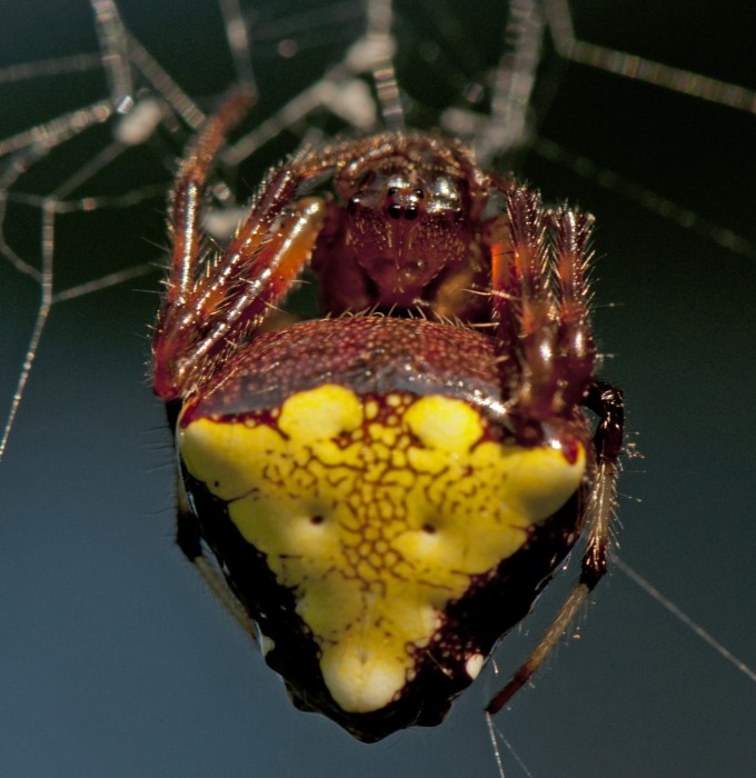 triangulate orbweaver (Verrucosa arenata) red&yellow color form