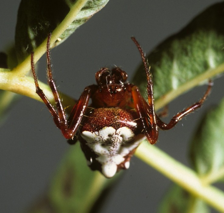 triangulate orbweaver (Verrucosa arenata) red&white color form