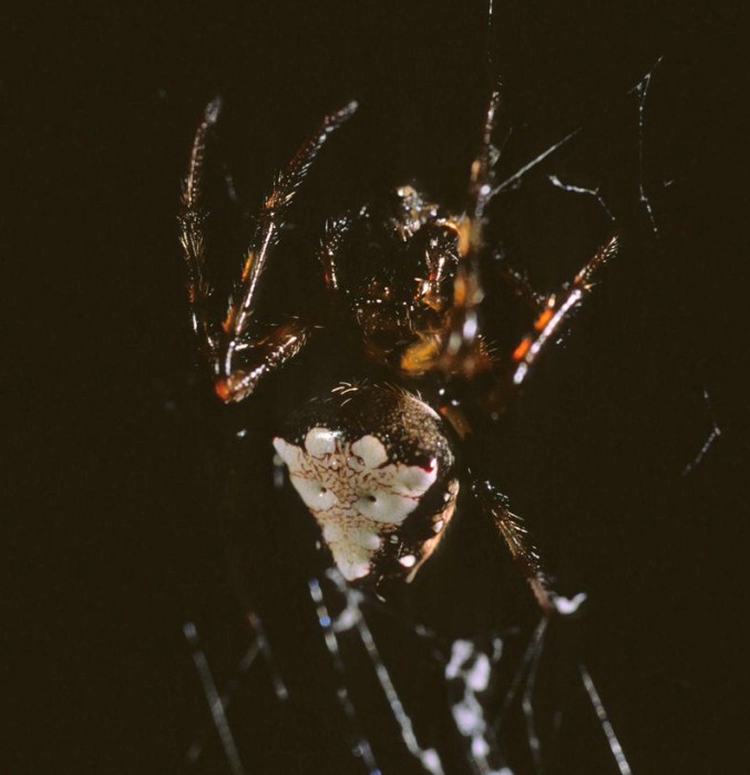 triangulate orbweaver (Verrucosa arenata) black&white color form