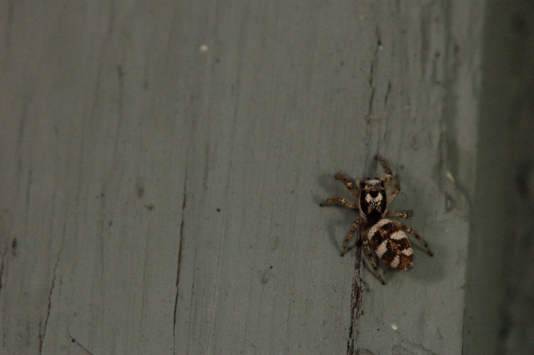 zebra jumper (Salticus scenicus) female