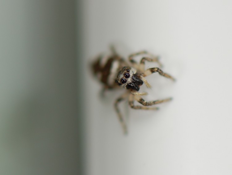 zebra jumper (Salticus scenicus) female