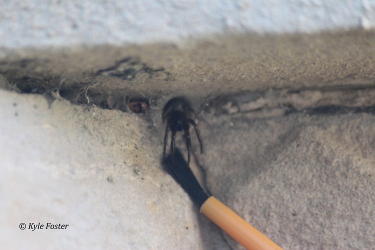 luring a tubweb spider (Ariadna bicolor) from her tube retreat