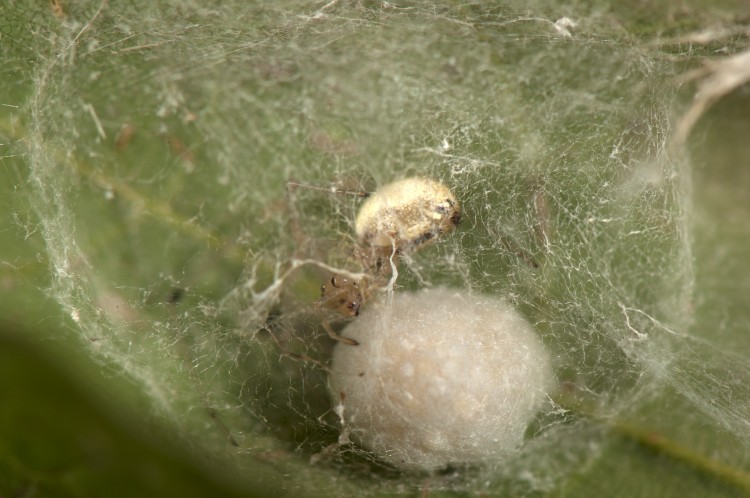 Enoplognatha ovata with her egg case