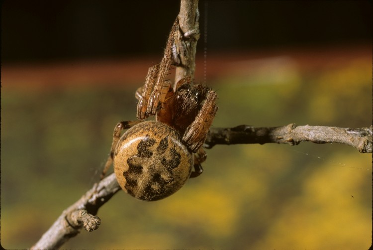 furrow orbweaver (Larinioides cornutus) female