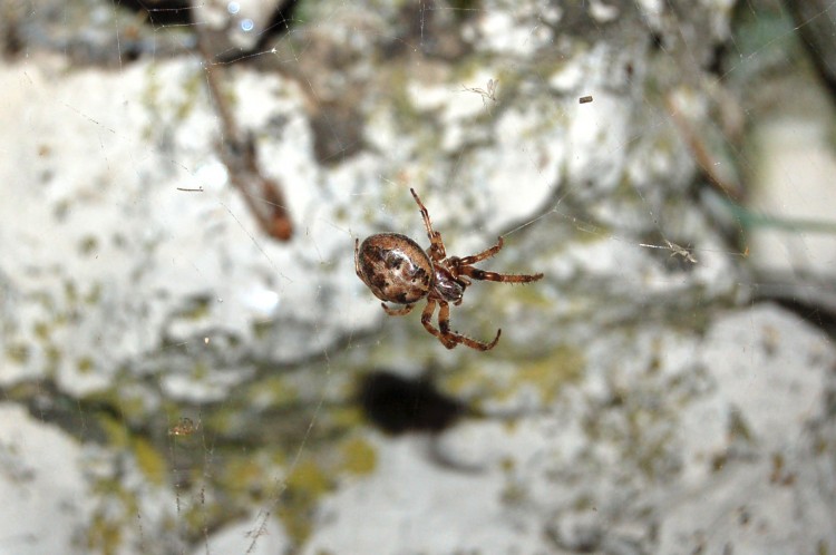 furrow orbweaver (Larinioides cornutus) female