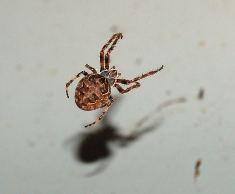 Larinioides patagiatus female hanging from a web on the outside of the laboratory building