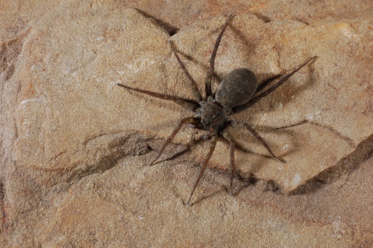 wolf spider (Pardosa lapidicina)