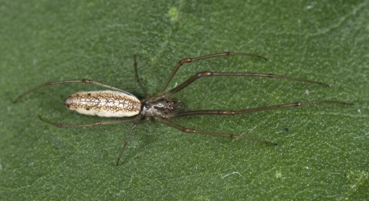 Tetragnatha laborious female