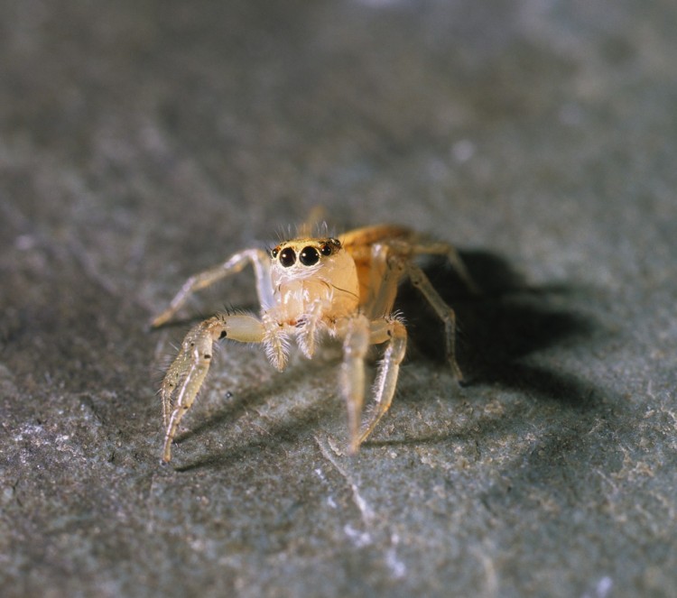 jumping spider (Colonus sylvanus) female