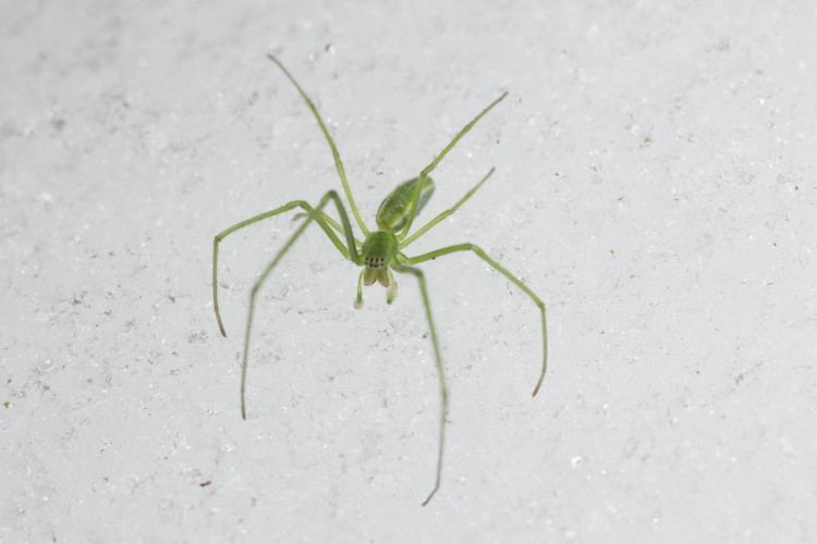 Tetragnatha viridis subadult male