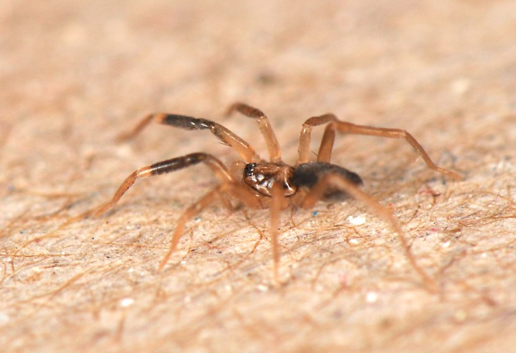 Phrurotimpus borealis immature