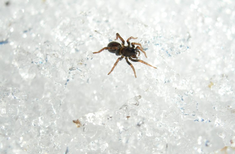 Allocosa funerea female