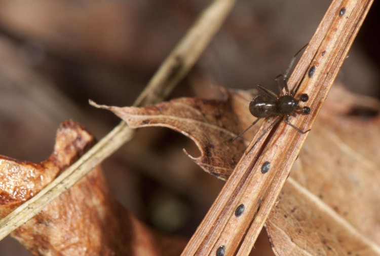 Bathyphantes pallidus male