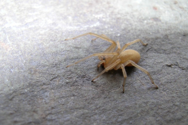 Cheiracanthium mildei subadult male