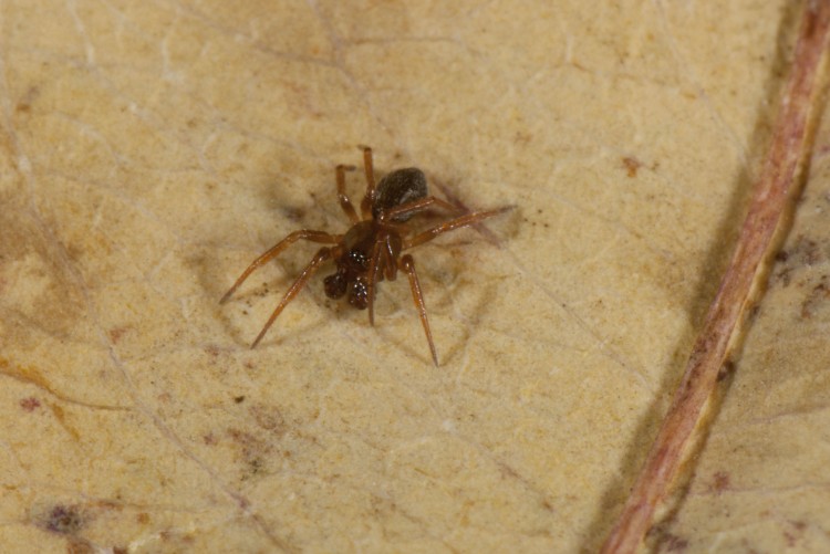 Centromerus denticulatus male