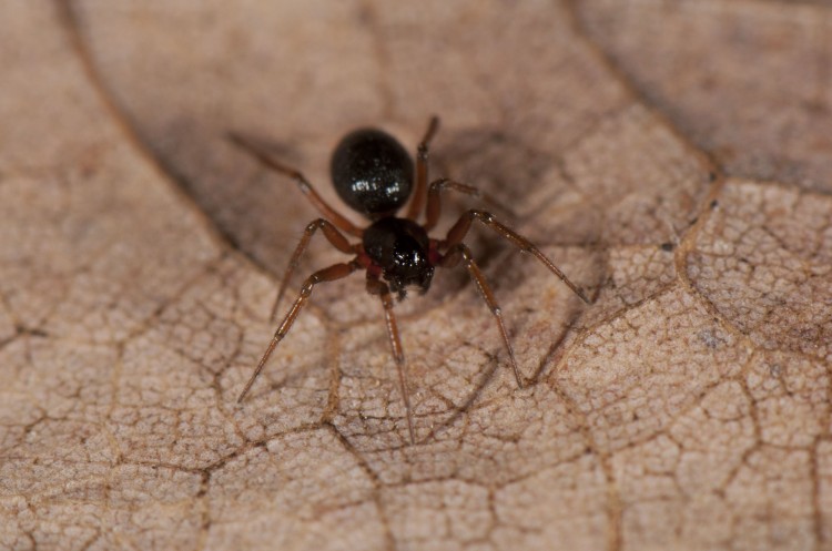 Grammonota inornata female