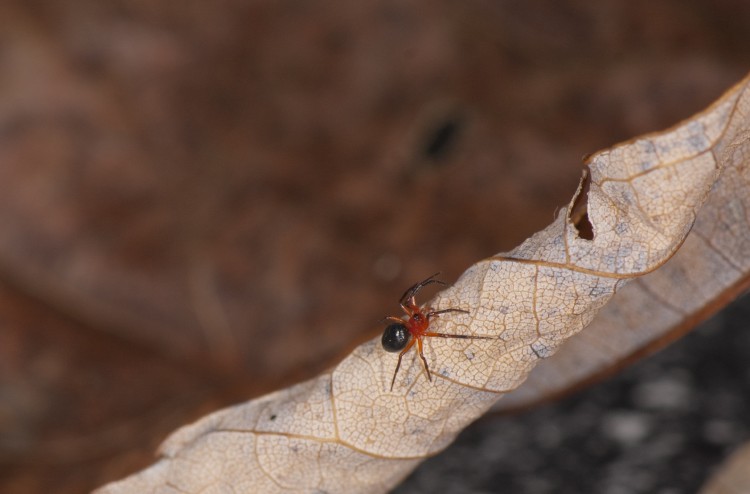 Hypselistes florens female