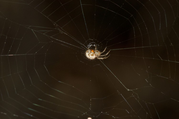 Leucauge venusta immature