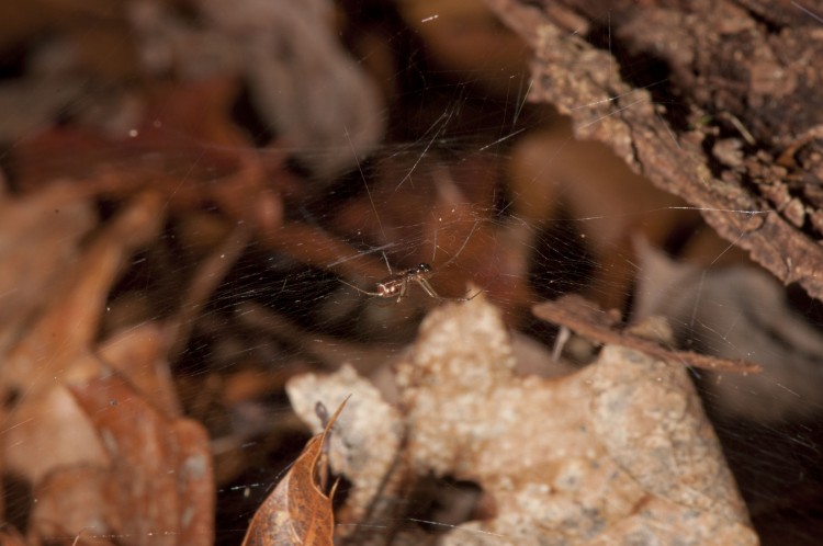 Neriene variabilis subadult male