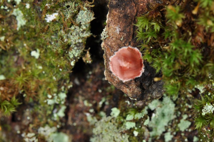 Phururotimpus sp? egg case