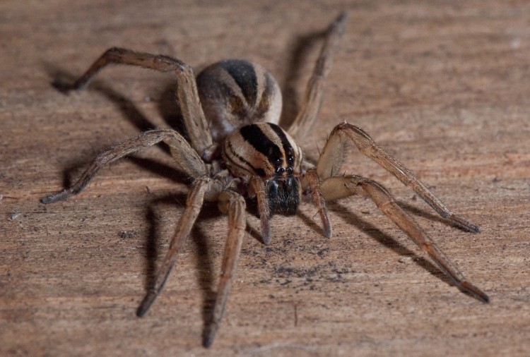 Rabidosa punctulata adult Female