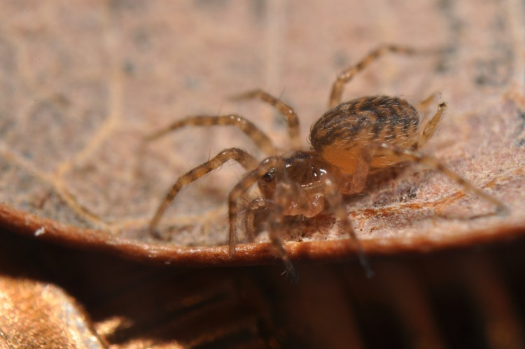 immature hahniid, possibly Neoantistea