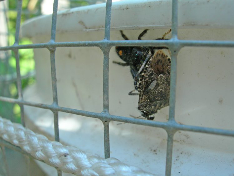 Bold Jumper (Phidippus audax) feeding on a Brown Marmorated Stink Bug on our back porch.