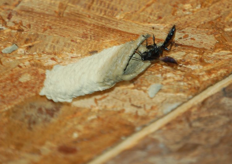 Trypoxylon female landing at nest with mud