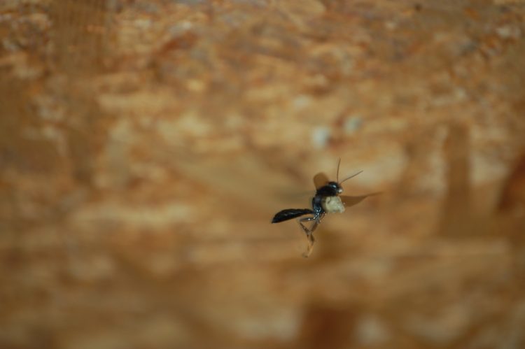 Trypoxylon female flying to nest with load of wet mud