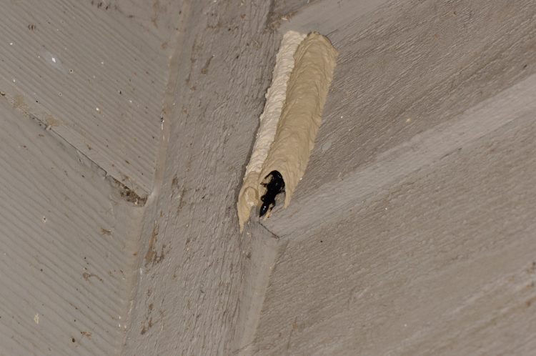 fresh tube of Trypoxylon wasp with pair present, male visible at entrance