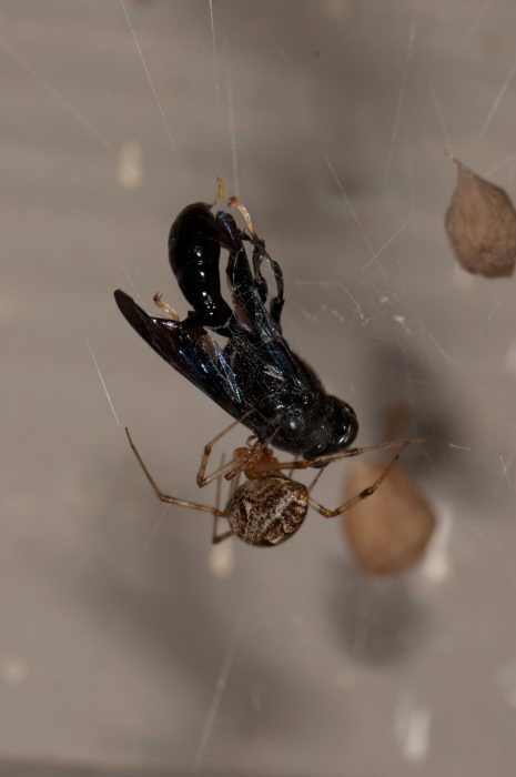 Common house spider with male Trypoxylon wasp prey