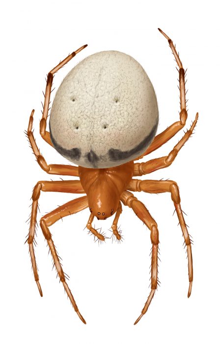 female lattice orbweaver (Araneus thaddeus) illustration by Steve Buchanan