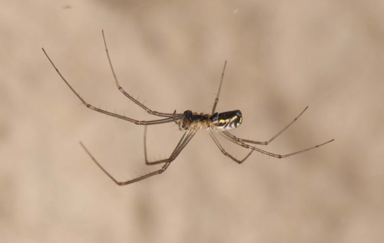 female filmy dome spider (Neriene radiata) hanging in her nearly invisible web, finishing her meal