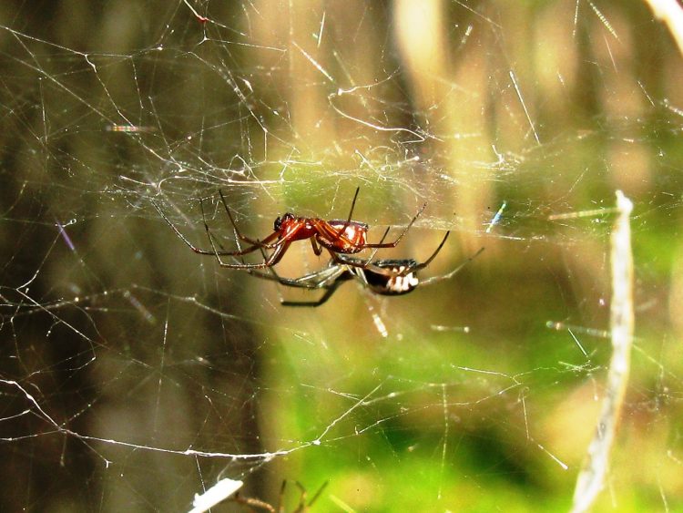 A pair of bowl and doily spiders, red male in front, by Sarah J. Rose