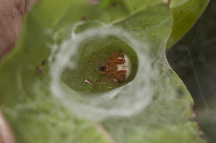 female lattice orbweaver (Araneus thaddeus) finishing a meal in her retreat