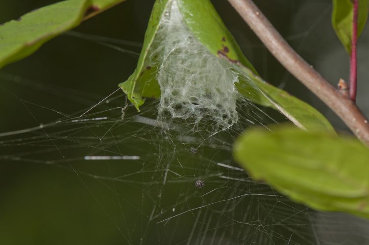 the lattice-like retreat tube of a lattice orbweaver