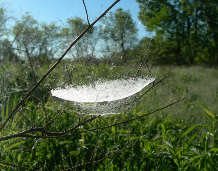 the web of a bowl and doily spider