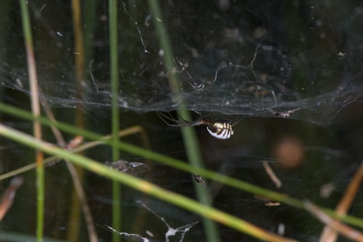 female bowl and doily spider (Frontinella communis) hanging under her bowl ready for action