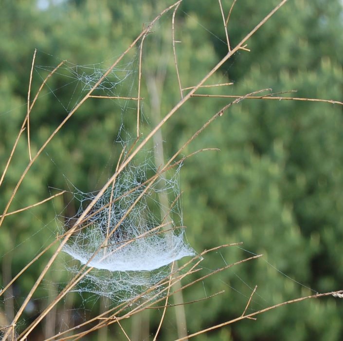 the web of a bowl and doily spider showing the tangle of threads above the bowl